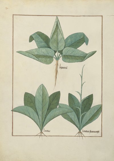 السيدة الاب. Fv VI  1 fol.126v رسم توضيحي من كتاب الأدوية البسيطة لماتياس بلاتيريوس (dc1161) c.1470 بواسطة Robinet Testard